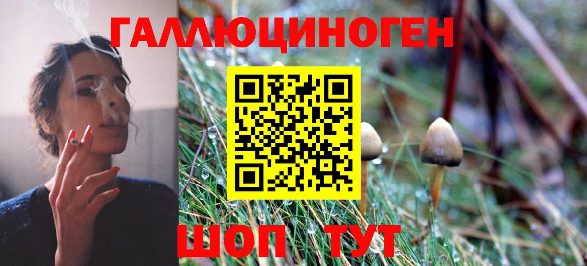 Галлюциногенные грибы Psilocybe Коряжма